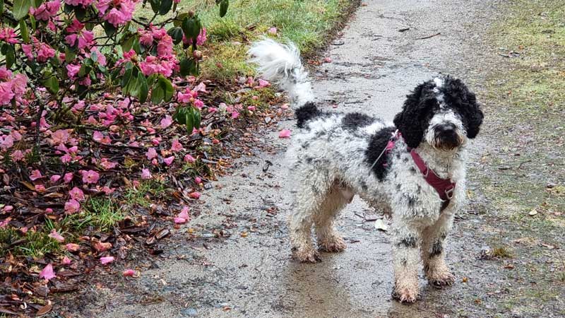 ungroomed dog