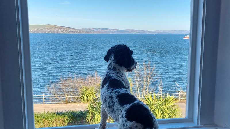 Dog looking out of window at the sea