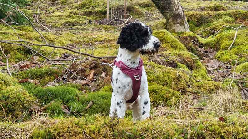 Cavapoo on mossy background