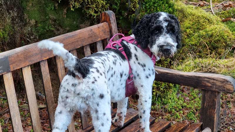 Dog after grooming